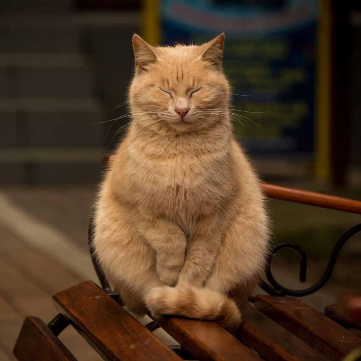Meditating Cat Blog Post
